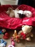 Chihuahua puppies