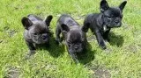 Cute French bulldog puppies for adoption