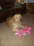 CKC Golden Retriever puppies