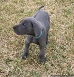 bright  MF Great Dane puppies 4 sale