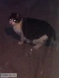 Found cat