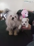 CHI-SHI (HALF CHIHUAHUA HALF SHIT ZU