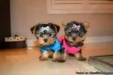 TWO Adorable Yorkieshire Terrier puppies available now