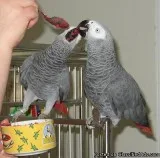 lovely and cute African Grey for lovely home to go