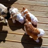 7 Stunnning Litter of Quality Registered English Bulldog Puppies