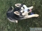 One Year Old Husky