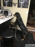 Rottweiler for sale
