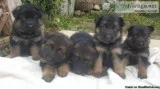 Shepadoodle Puppies German Shepherd X St Poodle