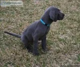 babyish MF Great Dane puppies 4 sale