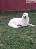 Golden RetrieverLabrador