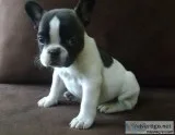 French  Bulldogs