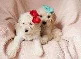 Labradoodles