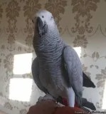 African Grey 13 months old