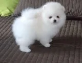 AVAILABLE TEA CUP POMERANIAN PUPPIES
