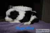 Sheepadoodle