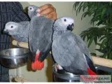 CONGO AFRICAN GREY PARROTS AVAILABLE.