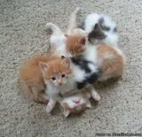 Male and Female Benga Kittens for sale