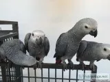 Beautiful Male and Female Congo African Grey Parrots for sale.
