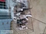 Puppys Available Now