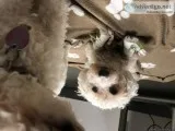 Bichon puppy for sale