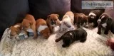 OLD ENGLISH BULLDOGGE 9 PUPPIES