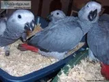  African Grey 