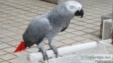 Adorable Tame African Grey Parrots for Sale..