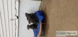 Cane Corso Bully Mastiff mix