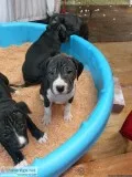 Puppies
