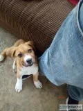 American Staffordshire terrior