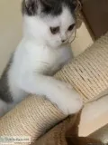 British short hair Kitten Available