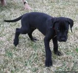 courageous  MF Great Dane puppies 4 sale