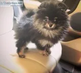 Pomeranian Puppies outstanding Teddies