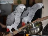 Congo African Grey Parrots - For Sale