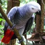 African grey parrots male and female for sale.