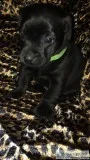 Patterdale terrier pup