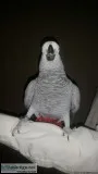 African Grey Parrots