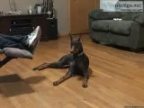 doberman puppies