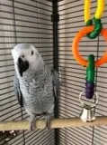 Beautiful Male and Female African Grey Parrots for sale.