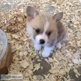 pembroke welsh corgi puppies