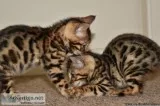 Full Pedigree Tica Reg Bengal Male 5 Months Old
