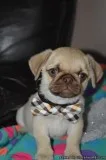 sghh stunning pug puppy ready to live