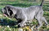 Altalena is a blue female  neapolitan mastiff