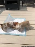 Beautiful 11 Week Old Female English Bulldog