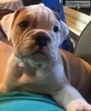 AKC English Bulldog puppies