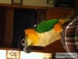 Male blackeheaded caique for sale
