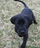 barbarous  MF Great Dane puppies 4 sale