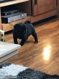 Perbreed fawn pug