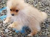 Pomeranian puppies for sale