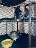 2 chinchillas in need of a home
